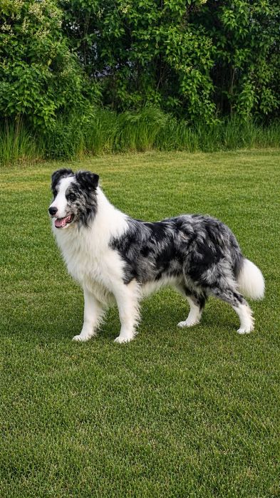 Border Collie piesek
