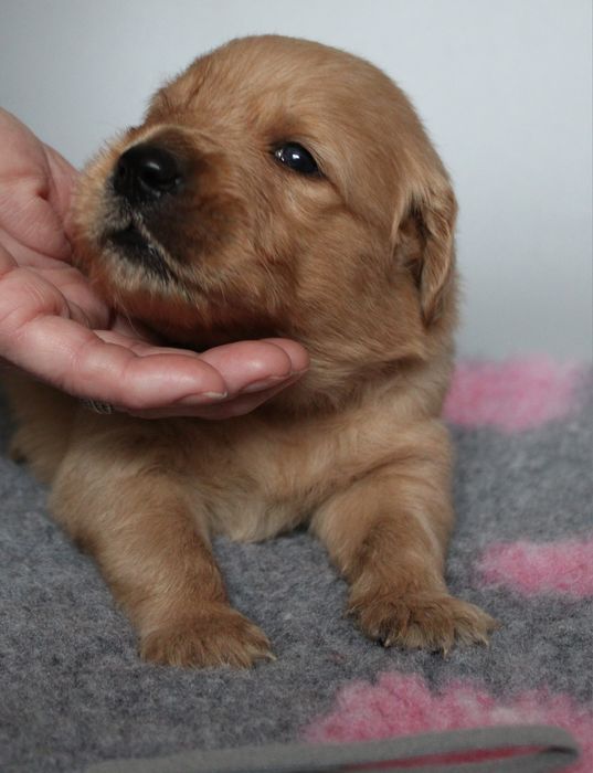 Szczeniak Golden retriever