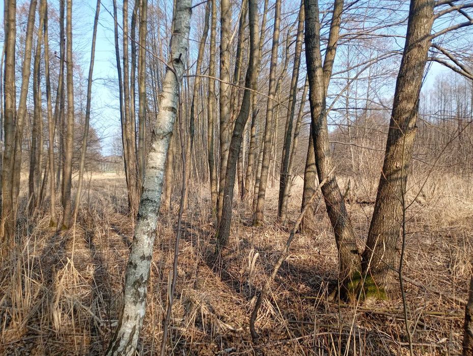 Grunty orne z łąka (0,7569 ja) - Więcej