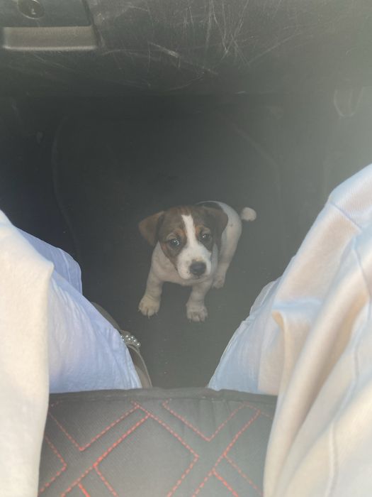 Jack russel  puro