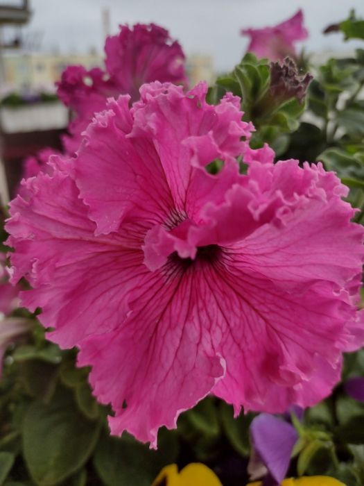 Koleus  petunia zorza wieczorna.