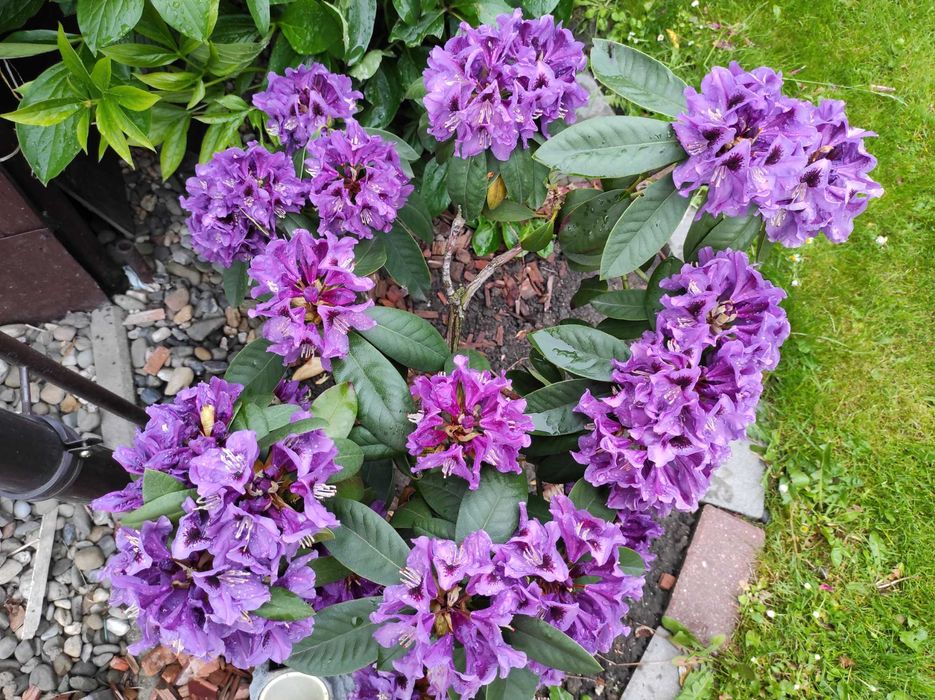 promocja na Irysy pachnące białe