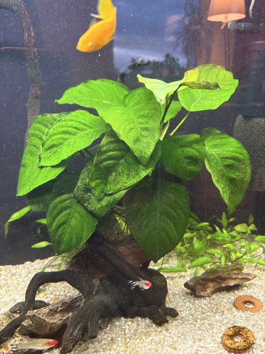 Anubias roślina do akwarium