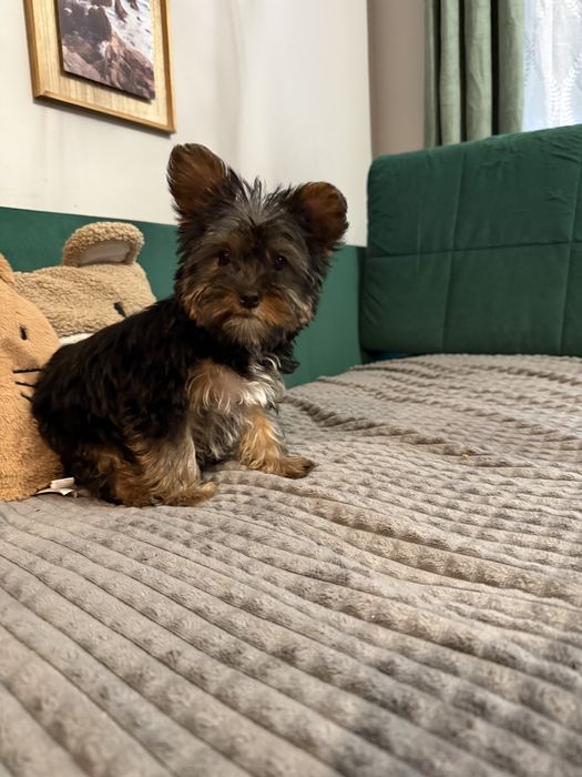Yorkshire Terrier – śliczny szczeniak gotowy na zmiane domku