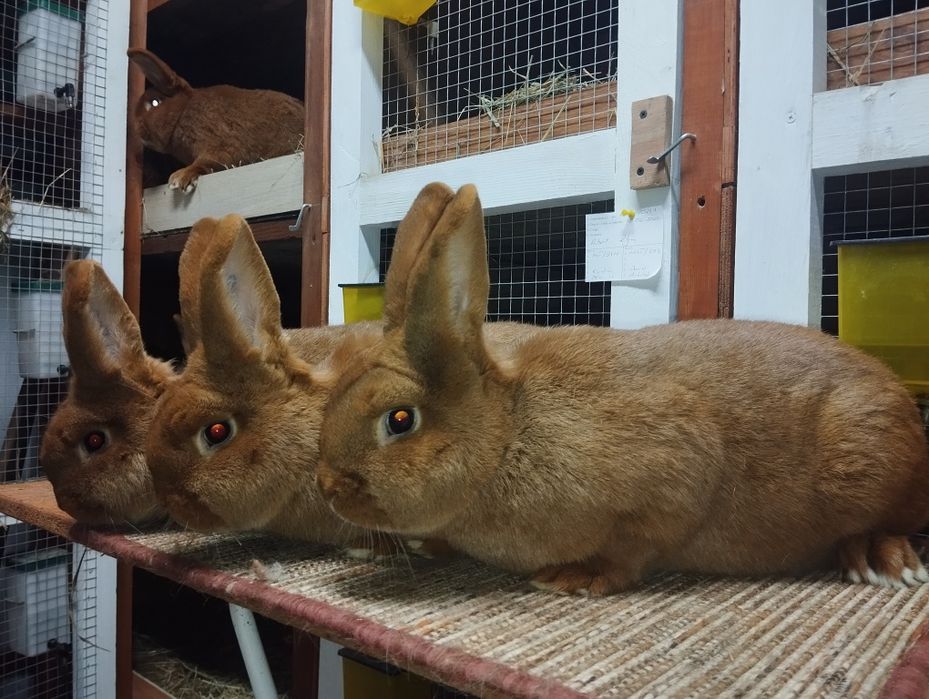Nowozelandzki czerwony, króliki