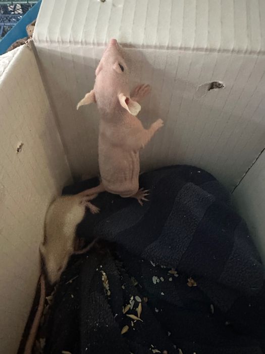 Крыска сфинкс (1 месяц) ручные !!