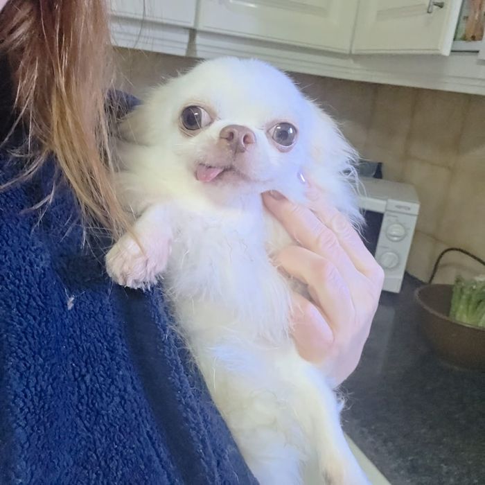 Chihuahua pelo comprido