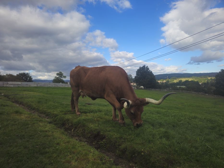 Lote Bovinos/Vacas Raça Barrosã
