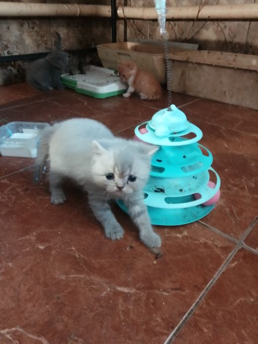 Котята шотландские страйт и фолд
