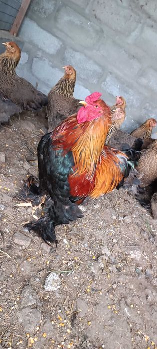 Ovos de Brahma perdiz gold