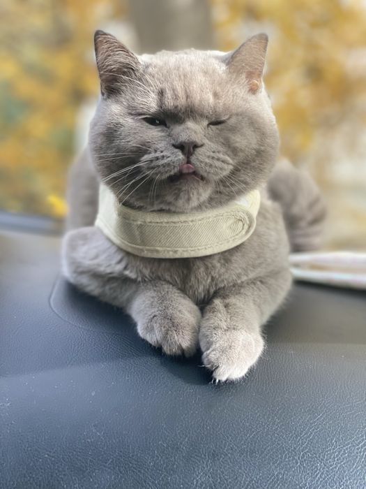 Британський котик для в'язки чистокровний