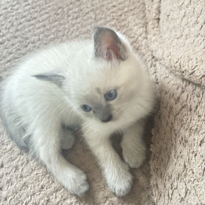 Шотландський котик