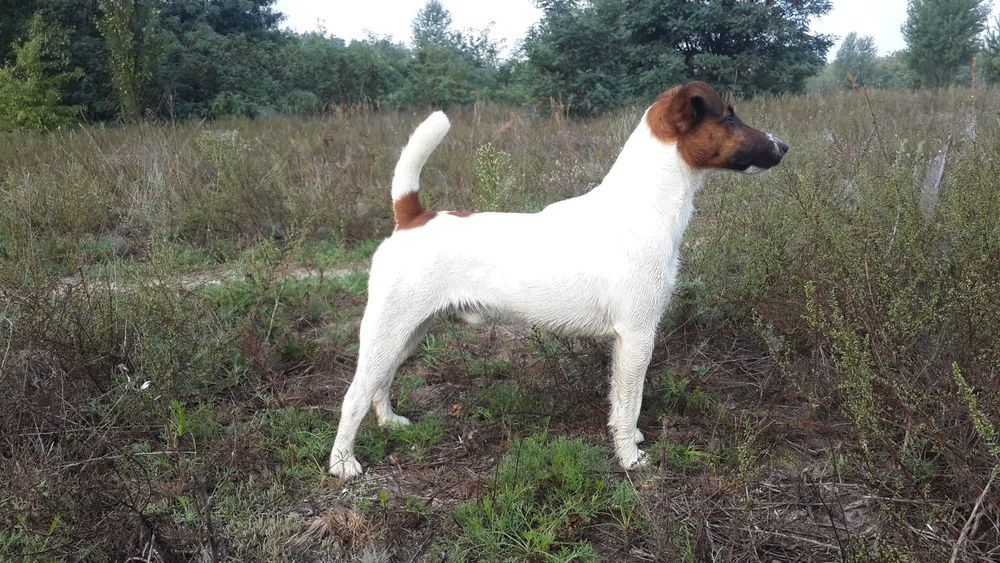 Вязка . Гладкошёрстный фокстерьер .