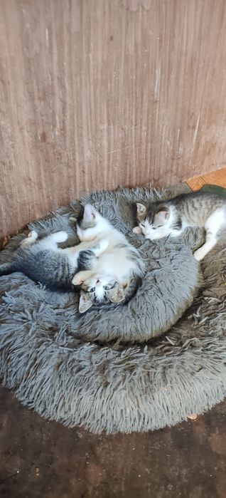 Oddam kotki w dobre ręce