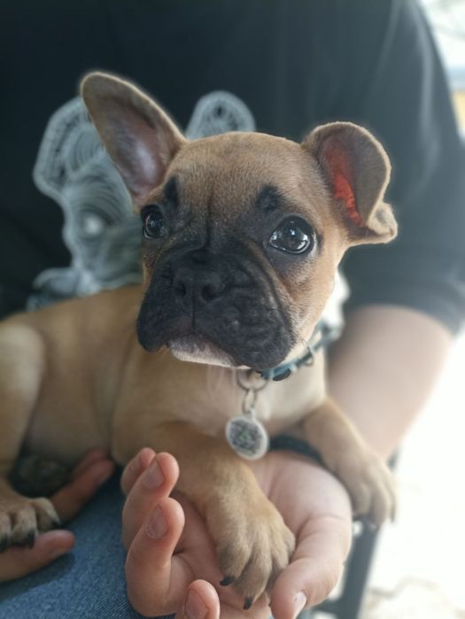 вродливий хлопчик французького бульдога, шукає сім'ю.