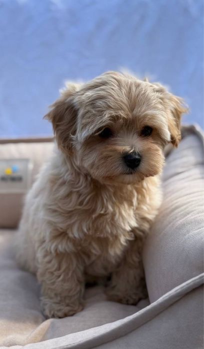 Елітні Мальтипу міні. Бежевий Мальтипу ф2