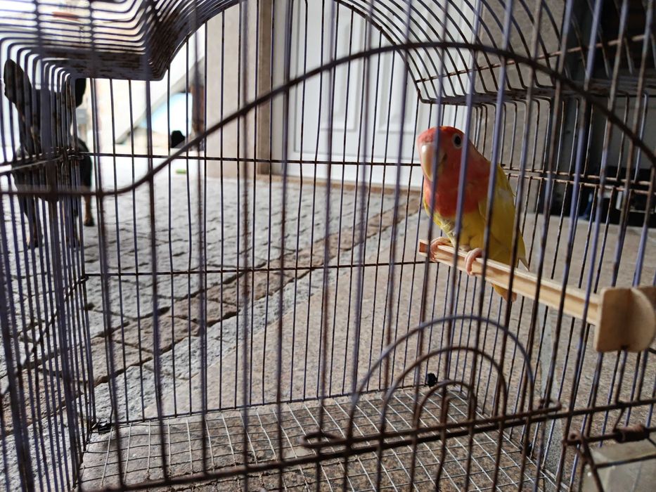 Encontrasse para cedência