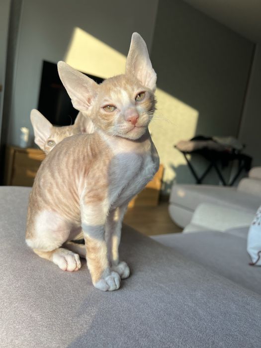 Luxusowe koty Cornish rex RUDY chlopczyk - wyjątkowe  oczy 1 na milion