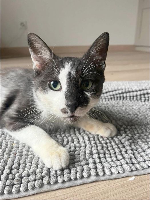 Kardamon - wyjątkowy kocurek szuka domu