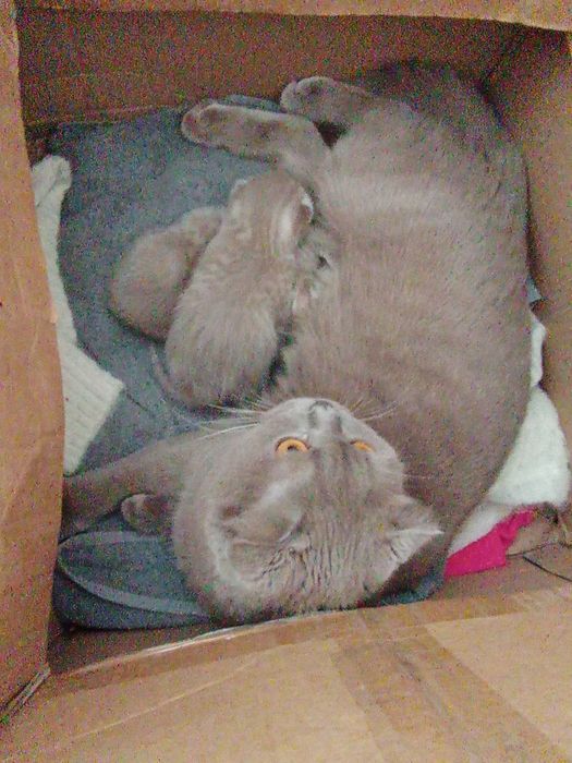 Шотландські висловухі кошенята