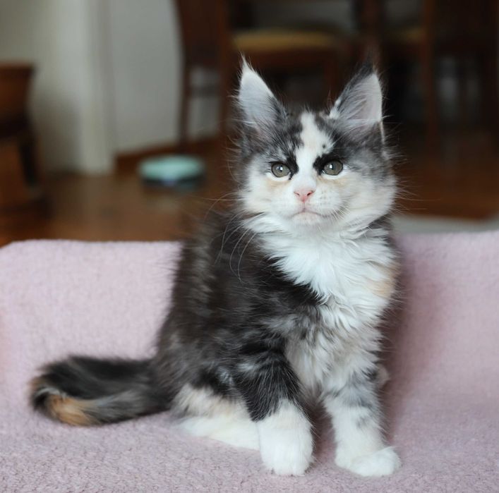 Kotka Maine Coon - Bydgoszcz