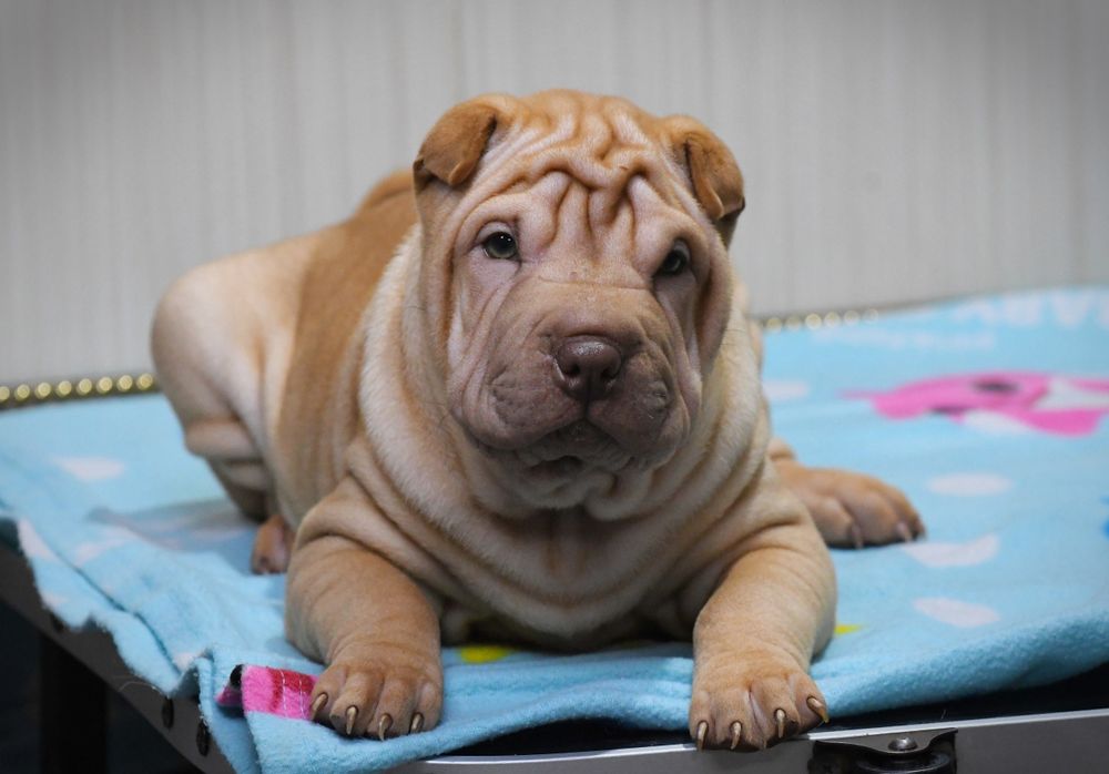 Шарпей дівчинка шукає нову родину