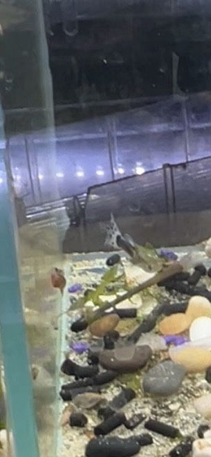 Guppys de varias especies