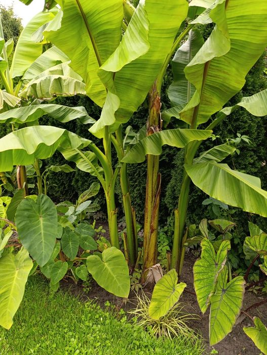 Bananowiec Musa basjo egzotyczna roślina