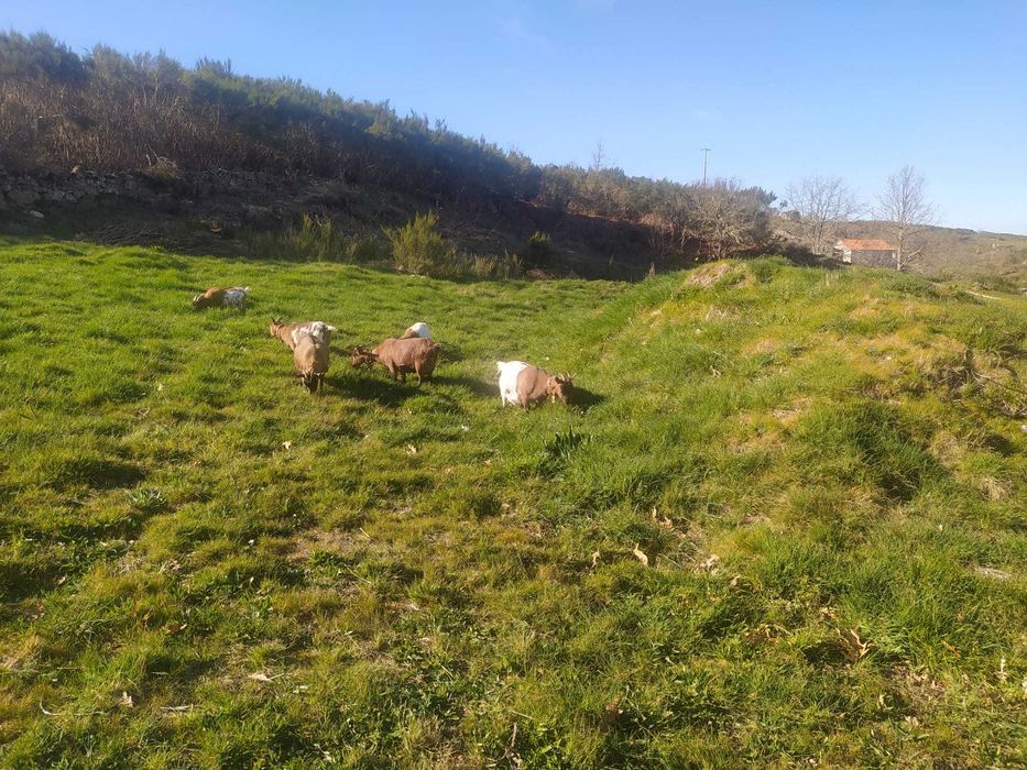 Vendo Crias de Cabras Anãs
