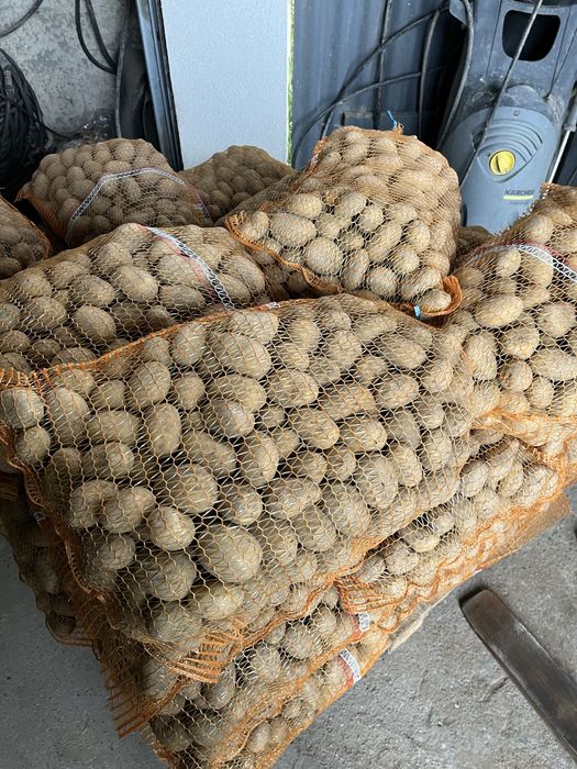 Ziemniaki odpadowe duże ilości