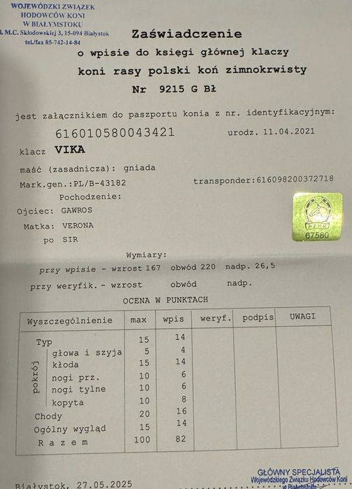 Klacz zimnokrwista PKZ księga główna