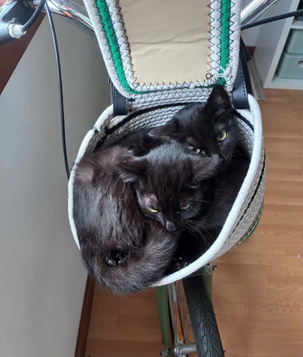 Gatinhas para adoção