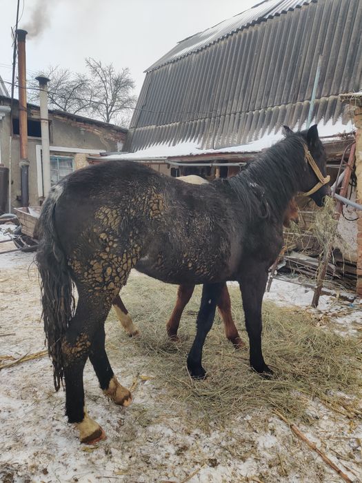 Молода кобила 1.5 роки здорова та активна