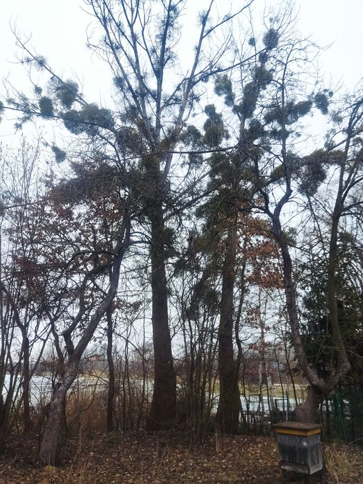 Topola na pniu 2 sztuki