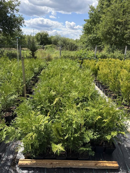 TANIO Tuja (thuja) BRABANT ok 70-80 cm