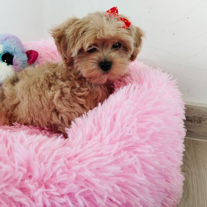 Maltipoo F1 szczeniak z Rodowodem