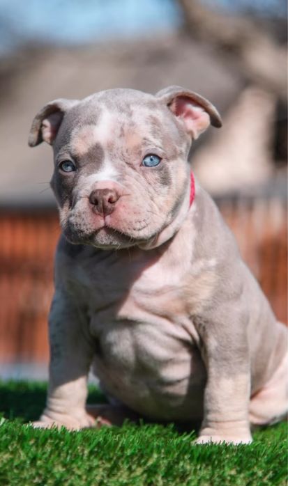 Буллі в Неймовірних Окрасах - Тільки в SAPPHIRE KINGDOM!