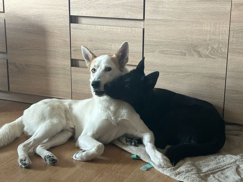 Pieski do adopcji za darmo