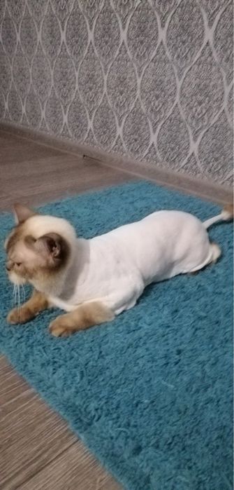 Стрижка собак и кошек