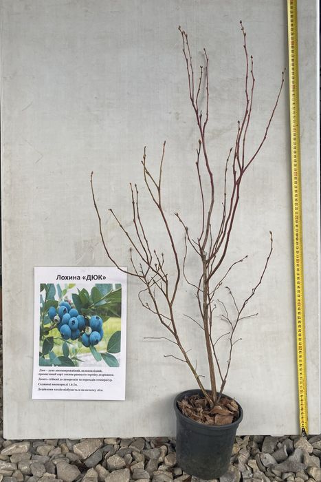 Саджанці лохини різних сортів | кущі 2–5 років