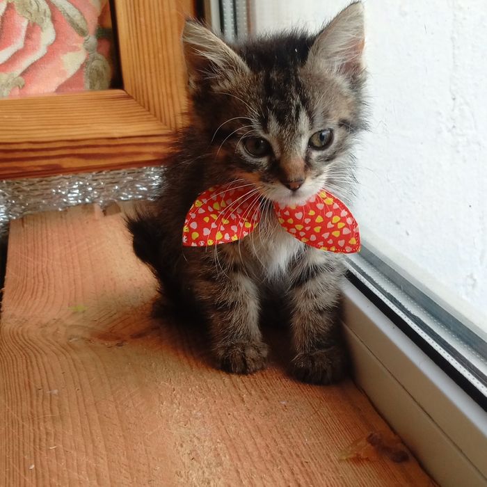 Маленька кошечка  Мишель