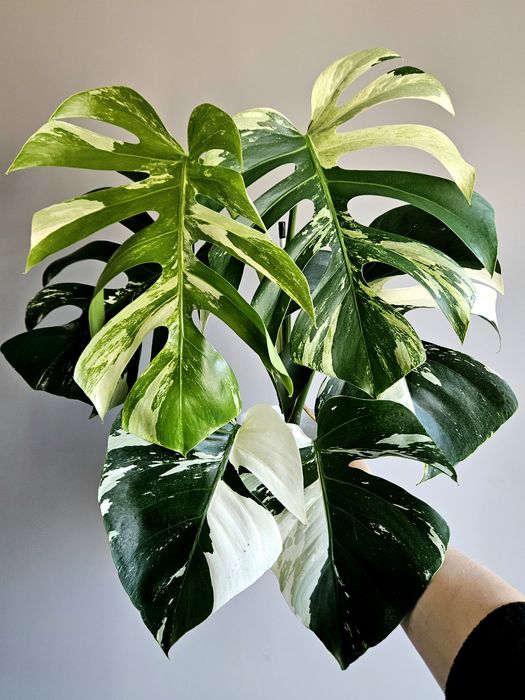 Monstera Jungle Mint naturalny pędówka ukorzeniona