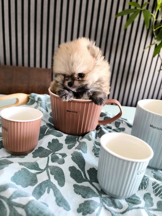 Spitz Anão.Lulu da Pomerânia.  Coreano.Super Mini Lop e Afixo.Perfeito