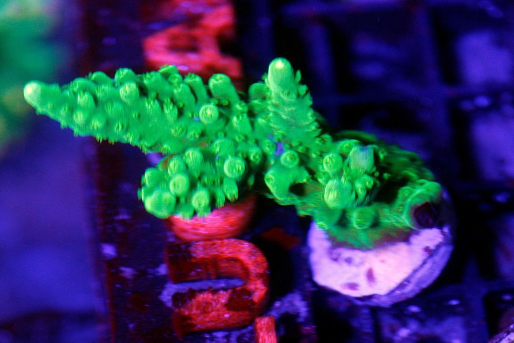 Acropora Green Szczepka SPS - FLUOLAMPS WYSYLKI