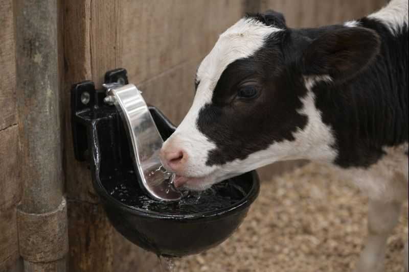 Poidło żeliwne z językiem z blachy nierdzewnej, dla bydła i koni