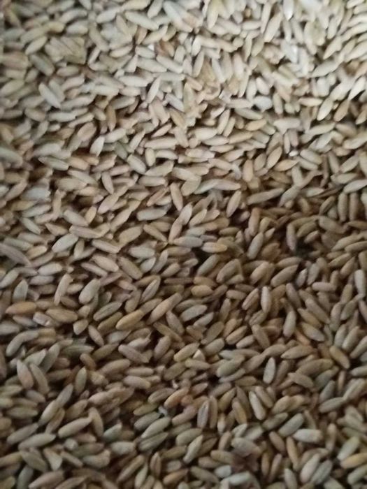 Żyto tegoroczne ozime