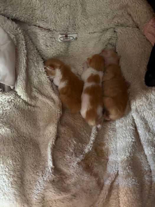 Відеємо котиків у добрі руки