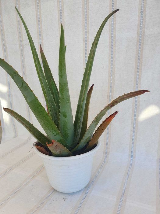 Planta - Aloé Vera