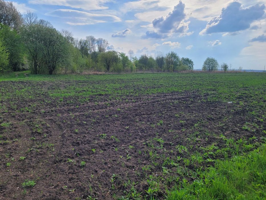 Земельна ділянка 27 соток, Велика Березовиця