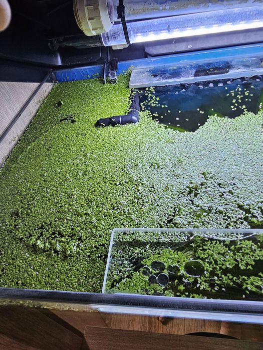 Sprzedam rzęsę wodną